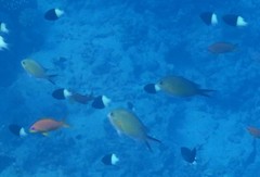 Chromis flavaxilla