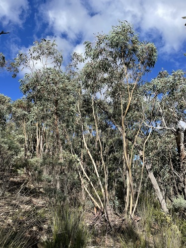 Rock Mallee (Eucalyptus saxatilis)