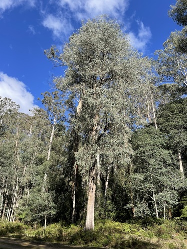 Eucalyptus croajingolensis