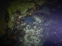 Neoglyphidodon melas