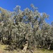 Eucalyptus nortonii - Photo (c) Dean Nicolle, algunos derechos reservados (CC BY-NC), subido por Dean Nicolle