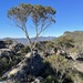 Eucalyptus serraensis serraensis - Photo (c) Dean Nicolle, algunos derechos reservados (CC BY-NC), subido por Dean Nicolle