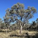 Eucalyptus largiflorens - Photo 由 Dean Nicolle 所上傳的 (c) Dean Nicolle，保留部份權利CC BY-NC
