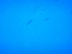 Caesio lunaris