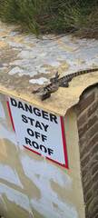 Australian Water Dragon