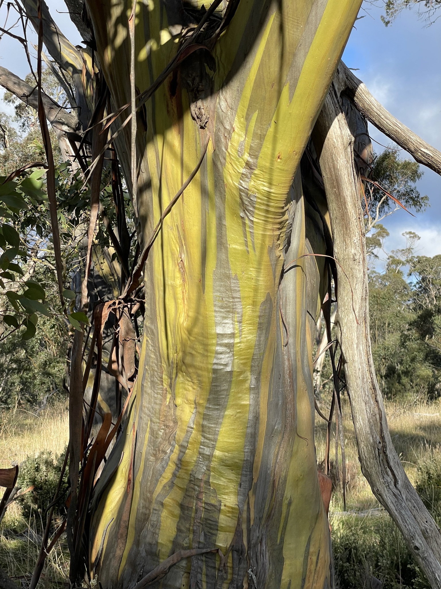 Eucalyptus stellulata