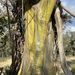 Eucalyptus stellulata - Photo (c) Dean Nicolle, alguns direitos reservados (CC BY-NC), uploaded by Dean Nicolle