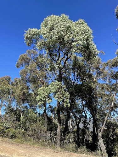 Eucalyptus alligatrix L.A.S.Johnson & K.D.Hill
