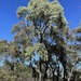 Eucalyptus alligatrix - Photo (c) Dean Nicolle, osa oikeuksista pidätetään (CC BY-NC), lähettänyt Dean Nicolle