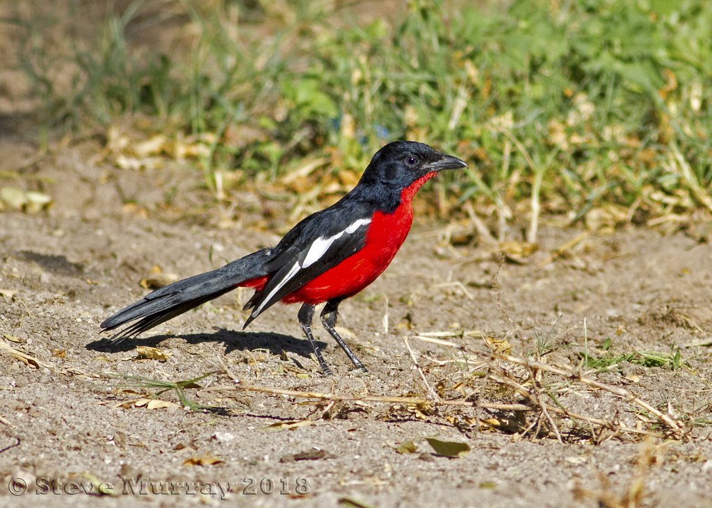 Crimson-Breasted Shrike