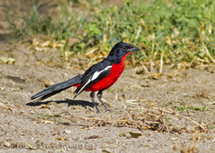 Crimson-Breasted Shrike photo 1