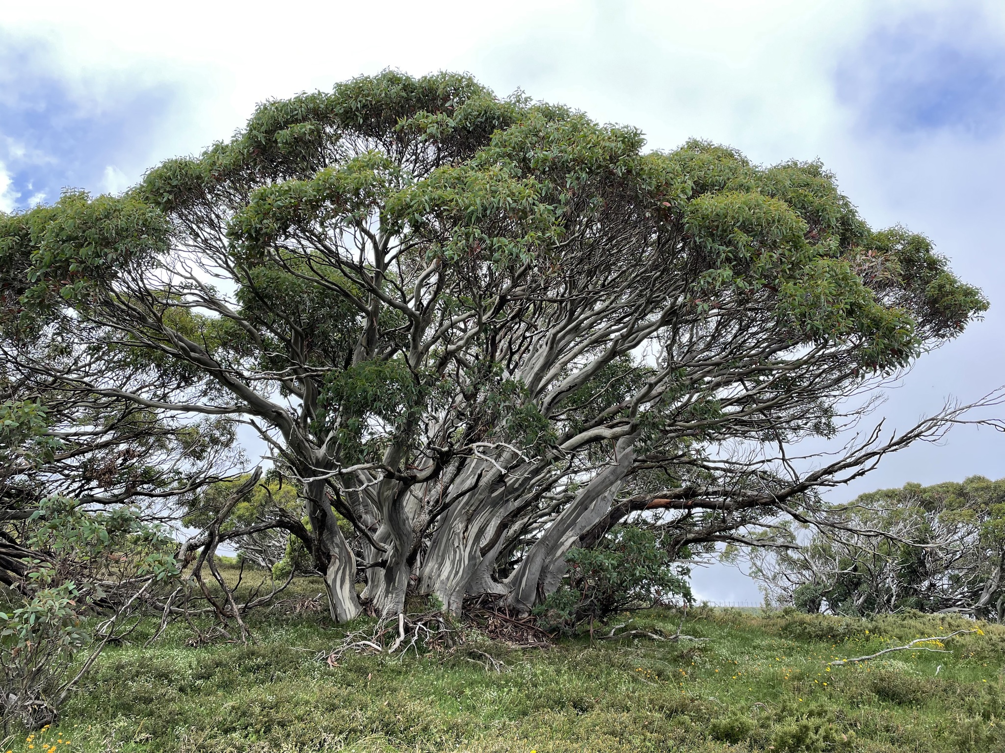 Eucalyptus pauciflora ssp. niphophila