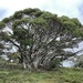 Alpine Snow Gum - Photo (c) Dean Nicolle, some rights reserved (CC BY-NC), uploaded by Dean Nicolle