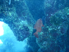 Priacanthidae