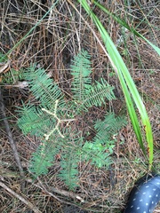 Gleichenia dicarpa