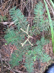 Gleichenia dicarpa