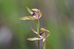 Caladenia atradenia