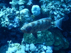 Priacanthidae