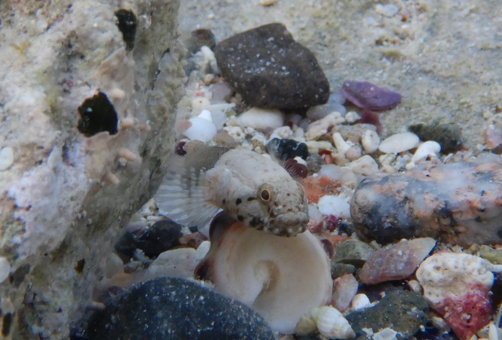 Roundfin goby