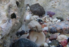 Bathygobius cyclopterus