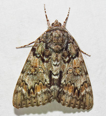 Catocala lacrymosa