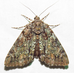 Catocala lacrymosa
