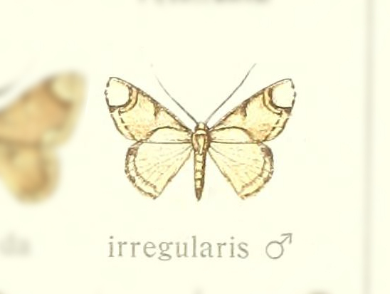 Lipotaxia irregularis