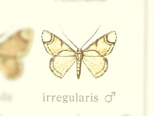 Lipotaxia irregularis