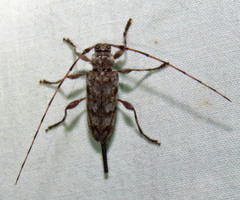 Acanthocinus obsoletus