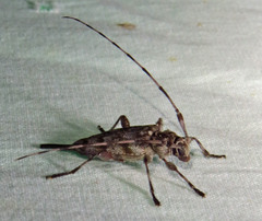 Acanthocinus obsoletus