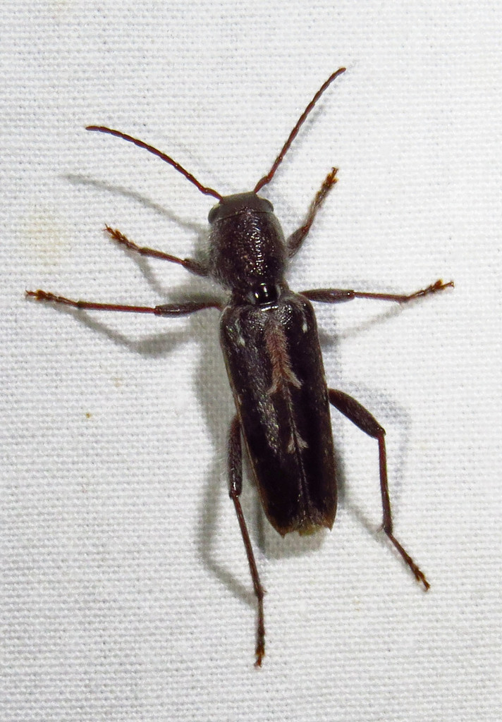 Arrowhead Borer