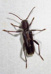 Xylotrechus sagittatus