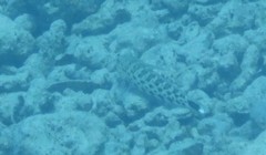 Parapercis hexophtalma