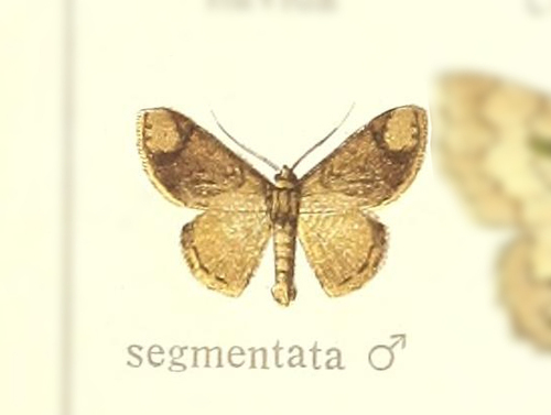 Lipotaxia segmentata