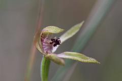 Caladenia atradenia