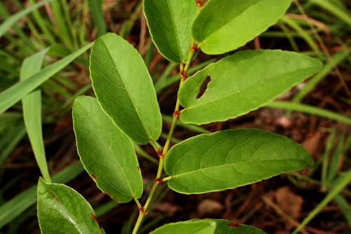 Cissus cornifolia image