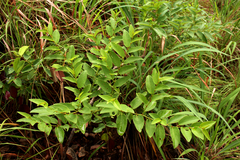 Cissus cornifolia image