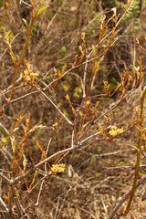 Cissus cornifolia image