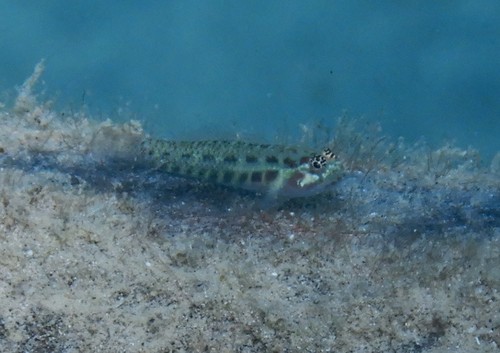 Eviota guttata