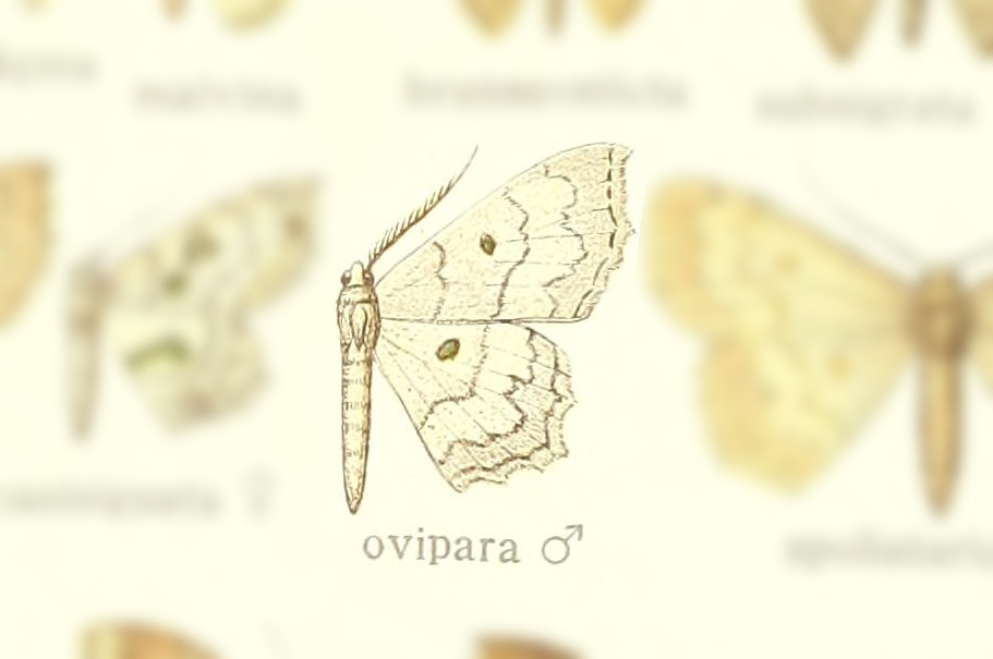 Trygodes ovipara