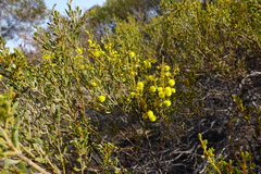 Acacia wilhelmiana