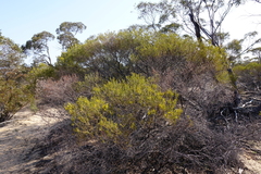 Acacia wilhelmiana