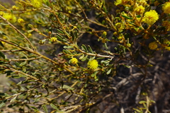 Acacia wilhelmiana