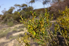 Acacia wilhelmiana