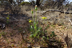 Senecio gregorii