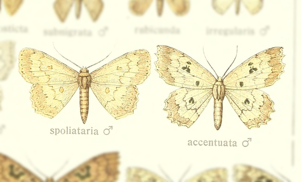 Trygodes spoliataria