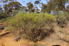 Senna artemisioides coriacea