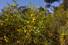 Senna artemisioides coriacea