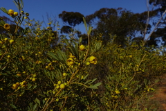Senna artemisioides coriacea