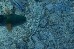 Parapercis hexophtalma